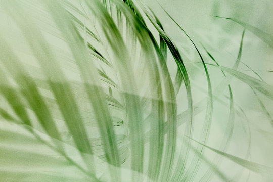 Light green palm leaf background