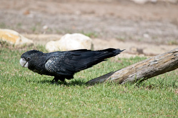 this is a side view of a female red tailed black cockatoo