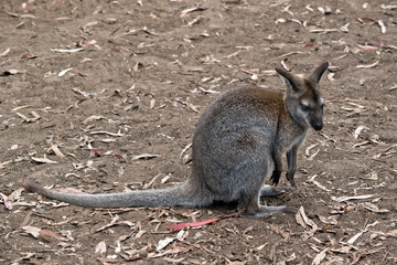 this is a side view of a red necked wallaby