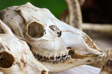 The skull of the animal lies on the table.