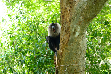 The lion-tailed macaque (Macaca silenus), or the wanderoo, is an Old World monkey endemic to the Western Ghats of South India.