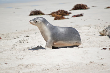 this is a female sea lion  at Seal Bay walking along the beach
