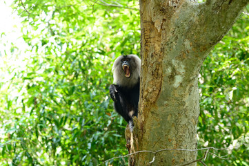The lion-tailed macaque (Macaca silenus), or the wanderoo, is an Old World monkey endemic to the Western Ghats of South India.