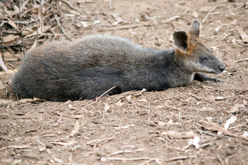 the swamp wallaby is resting on the ground