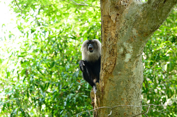 The lion-tailed macaque (Macaca silenus), or the wanderoo, is an Old World monkey endemic to the Western Ghats of South India.