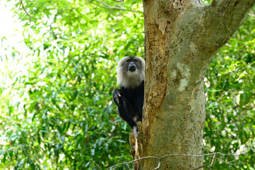 The lion-tailed macaque (Macaca silenus), or the wanderoo, is an Old World monkey endemic to the Western Ghats of South India.
