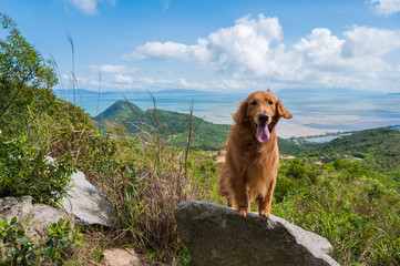 Golden retriever looks out into the distance from the top of the mountain