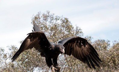 the wedge tail eagle is flapping his wings for balance