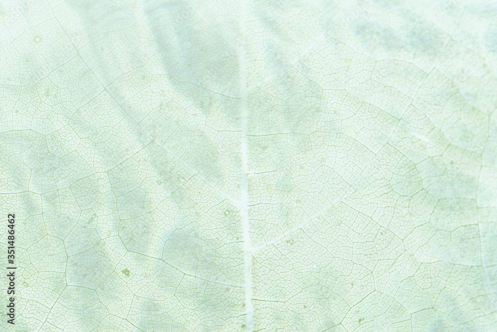Canvas Prints bright green leaf pattern textured backdrop