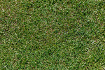 Background of green lush grass from which you can see dry grass