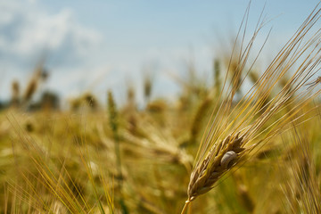 Spikelets of wheat in the sunlight. Yellow wheat field