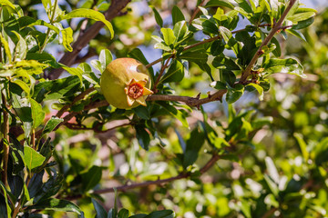 Tree branches with green leaves and pomegranate fruits 