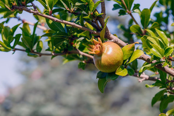 Tree branches with pomegranate fruits on blurred background