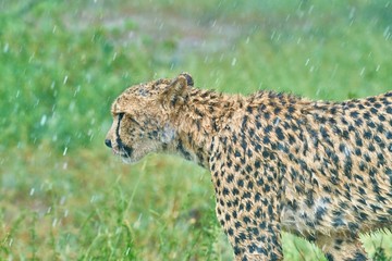 Fototapeta na wymiar Cheetah returning to it's cubs