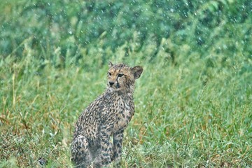 Cheetah cub sitting in the rain