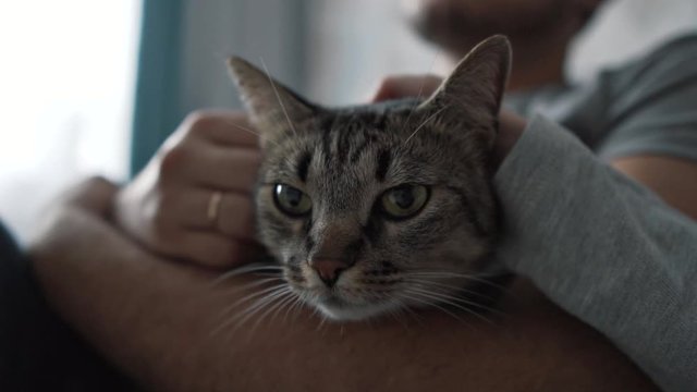 Сhild hand petting grey domestic cat