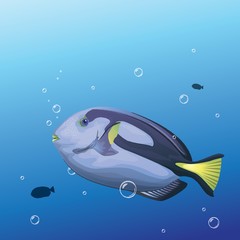 A blue tang fish illustration.