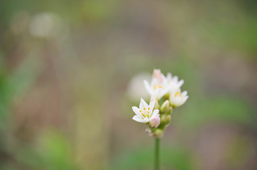 名を知らぬ小さな花