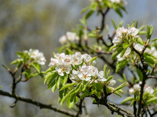first leaves and buds on a sunny spring day, in nature everything thrives and green