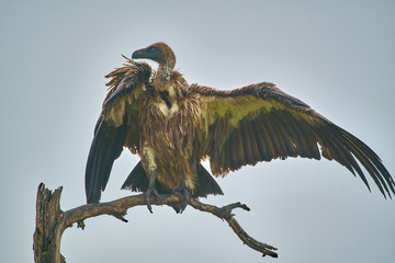 Vulture drying off after a rain shower