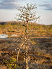 Obraz premium Sunset in the bog, bog pines resembling natural bonsai trees, typical bog landscape