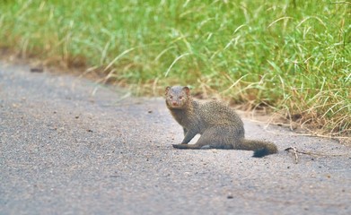 Mongoose on the side of the road early in the morning