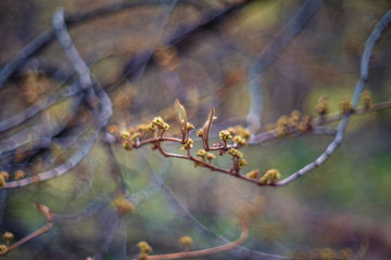 Witch-hazels or witch hazels (Hamamelis)