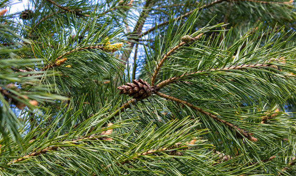 Coniferous trees in spring.Young green pine cones. Small details close-up. Spring, green needles and seeds