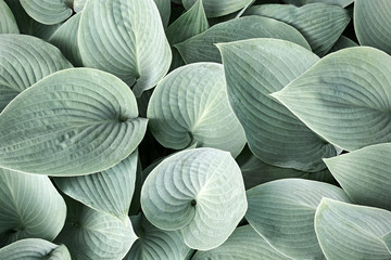 Blue-grey foliage of Hosta Sieboldiana in soft light. Hosta leaves with visible veins in muted...