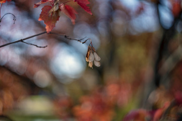 Acer platanoides (the Norway maple)