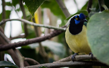 Blue and yellow bird