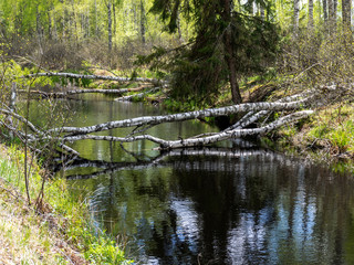 water in channel ditch at drained wetlands area, trees fell across the ditch, Sedas heath, Latvia