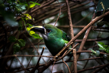Green adn yellow bird