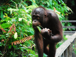 Spacer orangutana