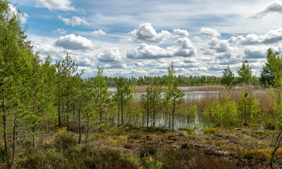 spring landscape in a peat bog, bog texture, Sedas moor, Latvia