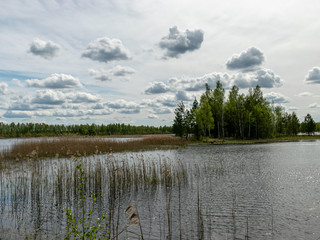 a developed bog lake, swampy meadows and bogs wonderful cumulus clouds and reflections in the water, Sedas heath, Latvia