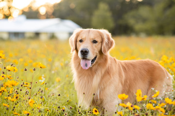 Golden Retriever in the field with yellow flowers. Beautiful dog with black eye Susans blooming....