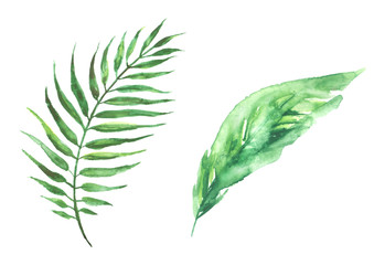 Watercolor drawing of a leaf of a palm tree. Green tropical palm leaf. Hand drawn illustration. Drawing on white isolated background, logo, element. 
Tropical set of watercolor elements