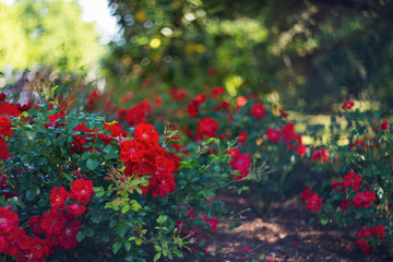 A beautiful rose Bush blooms in late spring and summer in the garden. Selective and soft focus. Rose close-up with a copy of the space. Beautiful blur, bokeh.