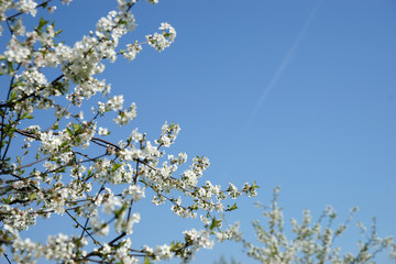 Flowering cherry tree in the garden