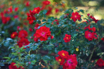 A beautiful rose Bush blooms in late spring and summer in the garden. Selective and soft focus. Rose close-up with a copy of the space. Beautiful blur, bokeh.