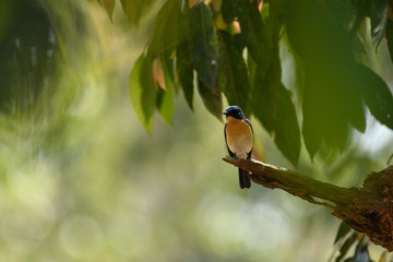 Tickell's blue flycatcher is a small passerine bird in the flycatcher family. This is an insectivorous species which breeds in tropical Asia