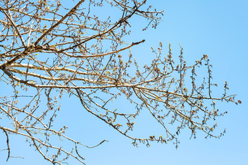 branches of poplar tree with buds and blue sky on background on sunny spring day