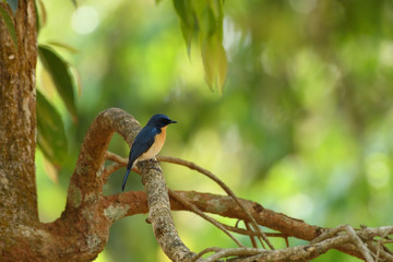 Tickell's blue flycatcher is a small passerine bird in the flycatcher family. This is an insectivorous species which breeds in tropical Asia
