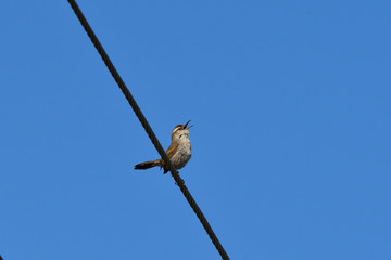 Common Nightingale Singing
