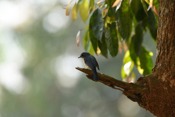 Tickell's blue flycatcher is a small passerine bird in the flycatcher family. This is an insectivorous species which breeds in tropical Asia