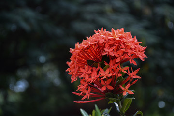 red flowers in the garden