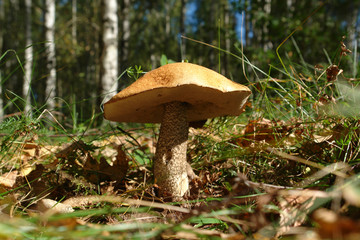 A close up of large orange birch bolete (Leccinum versipelle,  Boletus testaceoscaber) in the forest on a warm sunny autumn day