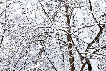 snow-covered trees in snowy forest of Timiryazevsky park in Moscow city on winter day