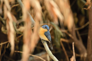 Tickell's blue flycatcher is a small passerine bird in the flycatcher family. This is an insectivorous species which breeds in tropical Asia